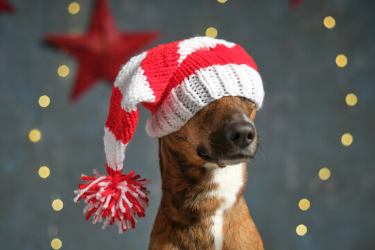 Dog Dressed Up For Christmas Hat