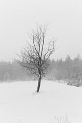 one bare tree in winter