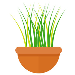 
A grass like leafy plant in a pot characterizing ornamental grass 
