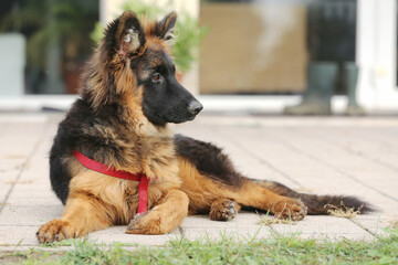 Photo of a black and tan long-haired german shepherd dog during horse training