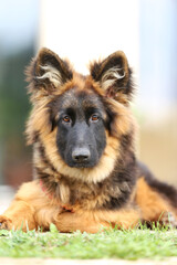 Portrait of a black and tan long-haired german shepherd puppy