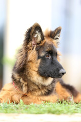 Portrait of a black and tan long-haired german shepherd puppy
