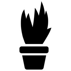 
A wide flowery like leaves in a pot depicting aspidistra elatior 
