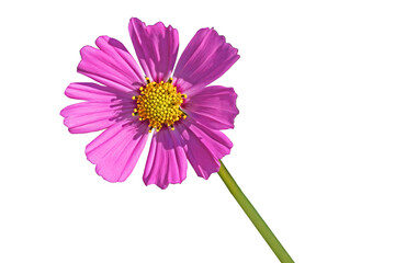 Pink mexican aster white patterns or cosmos flower isolated on  white background.