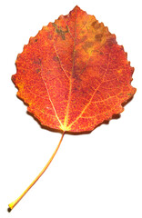 red leaf on white paper
