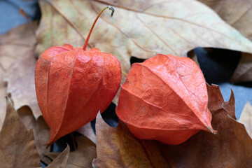 Chinese lantern with autumn dried leaves, thanksgiving and harvest time