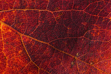 Fototapeta na wymiar maple leaf texture macro photo