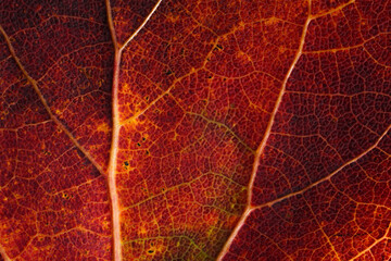 Naklejka na ściany i meble maple leaf texture macro photo