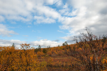 Colors of autumn nature in Finnmark region of Norway