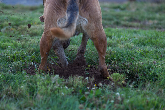 Dog Digging In A Gofer Hole