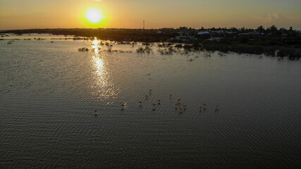 Toma aérea con drone de Flamingos rosas