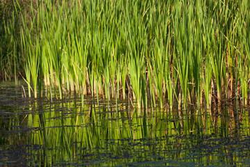 Cattail Plants Reflected in a Pond