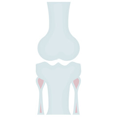 
An icon showing leg bone joint  or knee bone
