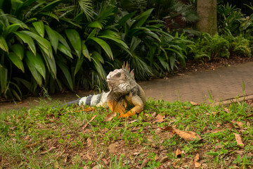 Naklejka na ściany i meble Green Iguana with Yellow Paws is in a Garden in Medellin, Colombia