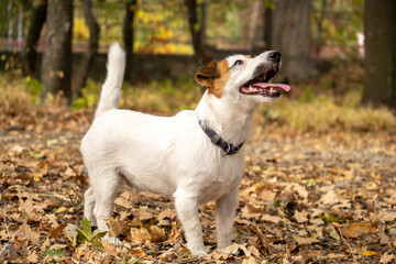 Jack russell terrier dog with a lot of yellow and red autumn leaves around. Dog walk in the park on the fall