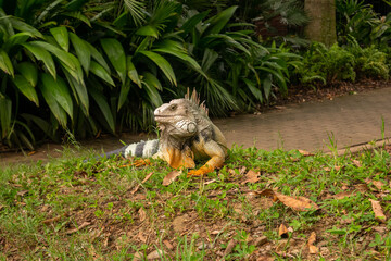 Green Iguana with Yellow Paws is Chewing Grass in a Garden in Medellin, Colombia