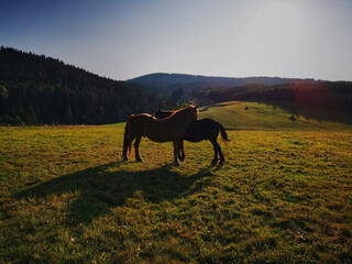 Fototapeta premium two horses standing in a mountain meadow during sunset