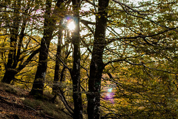 Naturaleza durante el paseo por Artikutza