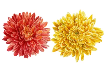 Fototapete Dahlie Satz Vintage-Blumen, botanische Illustration der Aquarellchrysantheme, Handzeichnung