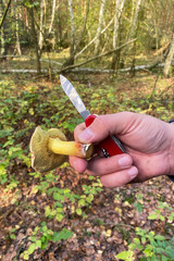Forest mushrooms in the hand. Picking mushrooms in the autumn forest. Autumn vacation in nature.