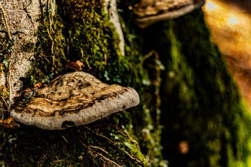 Naturaleza durante el paseo por Artikutza