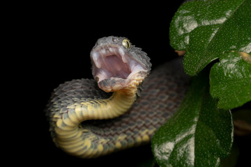  Variable Bush Viper (Atheris squamigera) with open mouth. Black Variation (male).