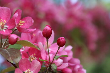 Fototapeta na wymiar Pink Flower Buds, Gold Bar Park, Edmonton, Alberta