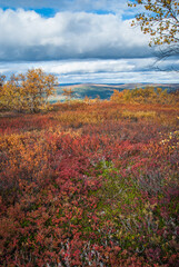 Colors of autumn in northern Norway