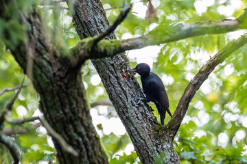 Black Woodpecker (Dryocopus martius) in forest