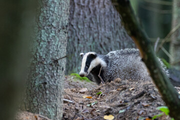 European Badger(Meles meles) in fall