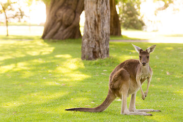 Naklejka na ściany i meble Beautiful kangaroo standing in alert position Perth, Western Australia, Australia