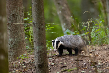 European Badger(Meles meles) in fall