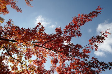 feuilles d'automne rouges