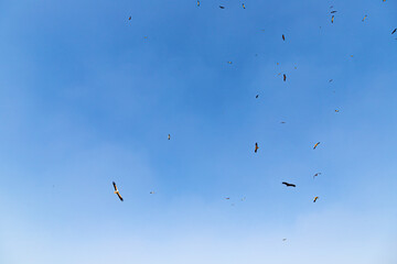 vultures flying in Jorbeer Conservation Reserve Area, Garhwala, Bikaner.