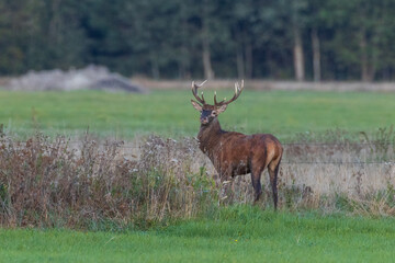 Red Deer (Cervus elaphus) looking back