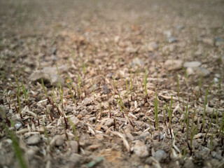 spring grass fresh nature fly
