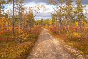 Fototapeta na wymiar A way going through autumn forest