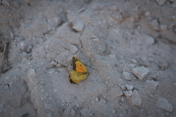 butterfly on the ground