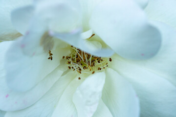 Rose im Detail