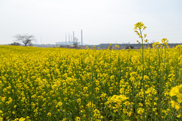 Obraz premium The background color of mustard field,rajasthan,india