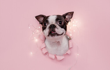 A happy and funny dog's face looks out through a hole in the pink paper with a garland on top. Creative. The concept of new year and Christmas.