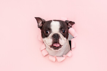 The happy and funny face of a Boston Terrier dog looks out through a hole in the pink paper. Creative.
