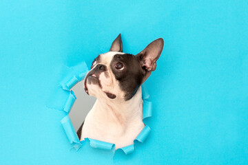 A Boston Terrier dog climbs out through a hole in the blue paper and looks up at the top. Creative. Minimalism. Funny dog's life.