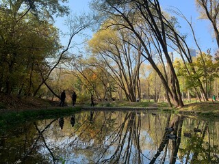 reflection of trees in the water