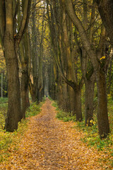 Walking path in a natural Park with fallen autumn leaves and tree trunks and space for copying