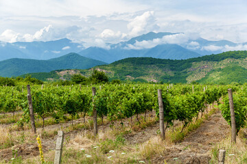 Fototapeta na wymiar vineyards in the Alazani Valley