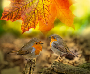 Red Robin (Erithacus rubecula) birds close up in a forest