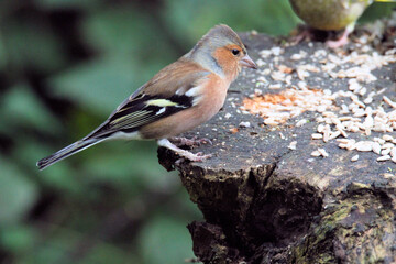 A close up of a Chaffinch