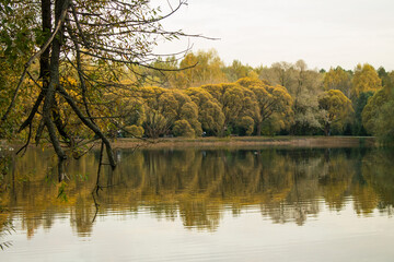 Autumn landscape - yellowing trees on the Bank of a pond with a reflection in the water on a cloudy day and space for copying