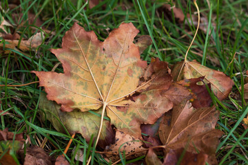 Blatt mit brauner Herbstfärbung auf einer Wiese. An den Grashalmen sind Wassertropfen.
